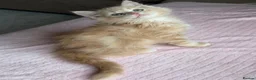 Ragdoll cats for sale: £950 Full pedigree Tica Ready now  - Advert 11