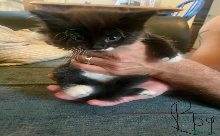 Domestic Shorthair cats - Advert 3
