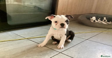 Boston Terrier dogs - Advert 4
