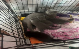 British Shorthair cats for sale: British short hair cross kittens for sale - Image 6