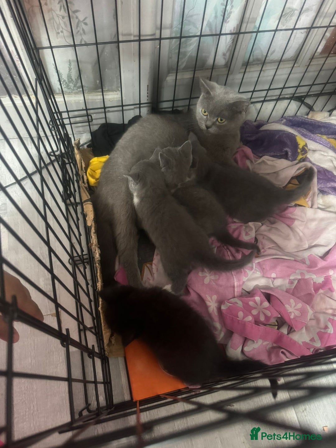 British Shorthair cats for sale: British short hair cross kittens for sale - Image 6