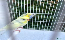 Budgerigars birds for sale: Stunning dominant and rainbow pied baby budgies!!! - Image 5