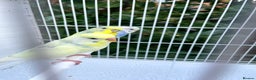 Budgerigars birds for sale: Stunning dominant and rainbow pied baby budgies!!! - Advert 5