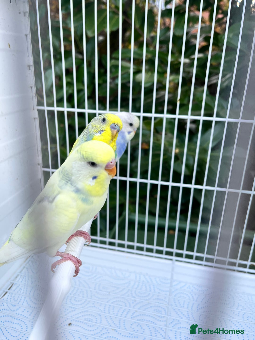 Budgerigars birds for sale: Stunning dominant and rainbow pied baby budgies!!! - Image 5