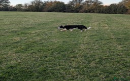 Border Collie dogs for sale: Bryn isds reg  - Image 6