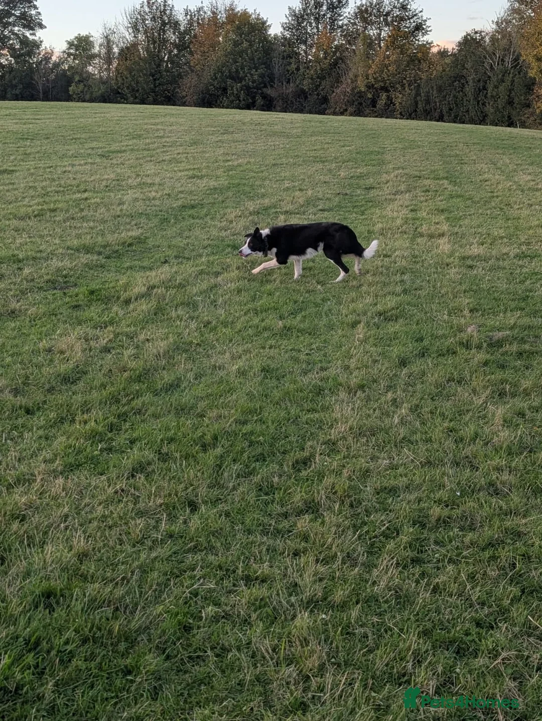 Border Collie dogs for sale: Bryn isds reg  - Advert 6