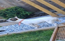 French Bulldog dogs for sale: 10 month old French bulldog girl.  - Image 2