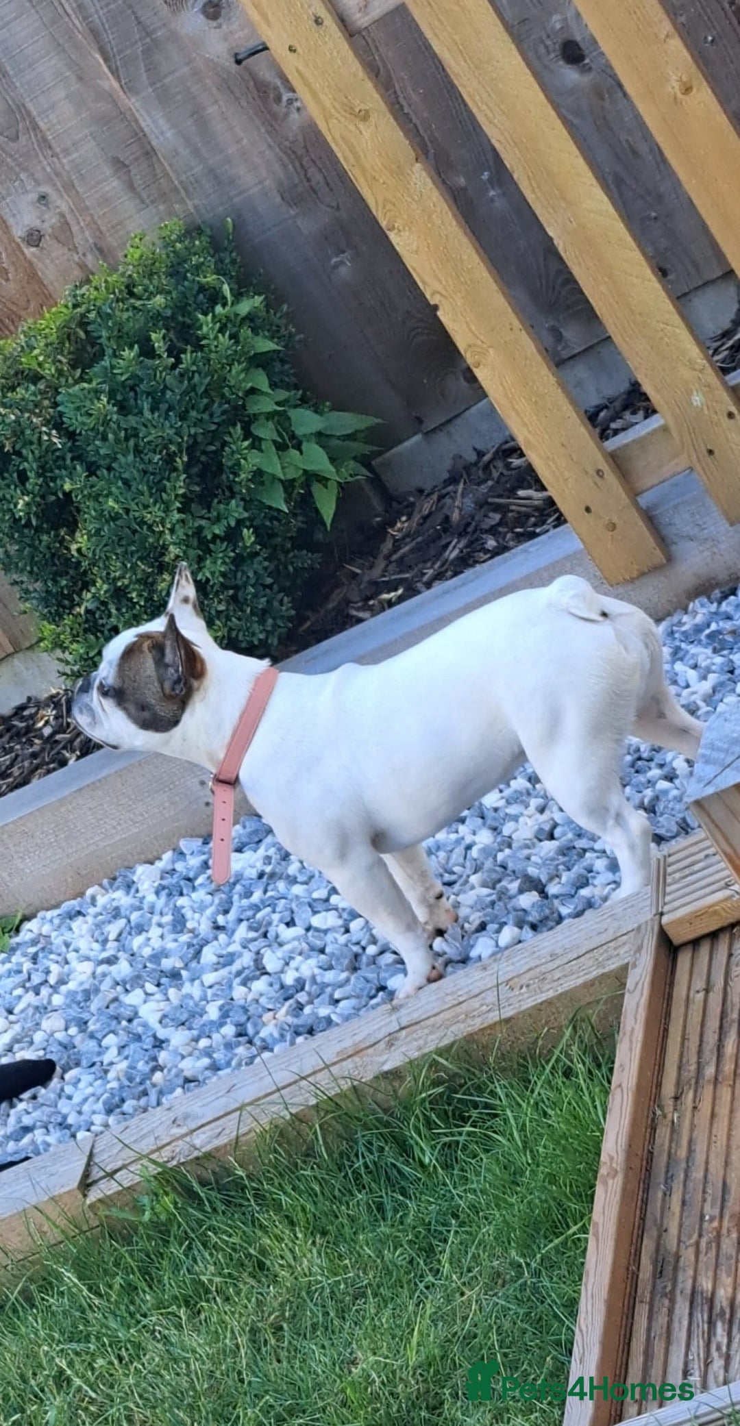 French Bulldog dogs for sale: 10 month old French bulldog girl.  - Image 2