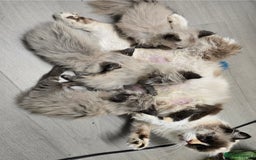 Ragdoll cats for sale: Gorgeous loving ragdolls - Image 6