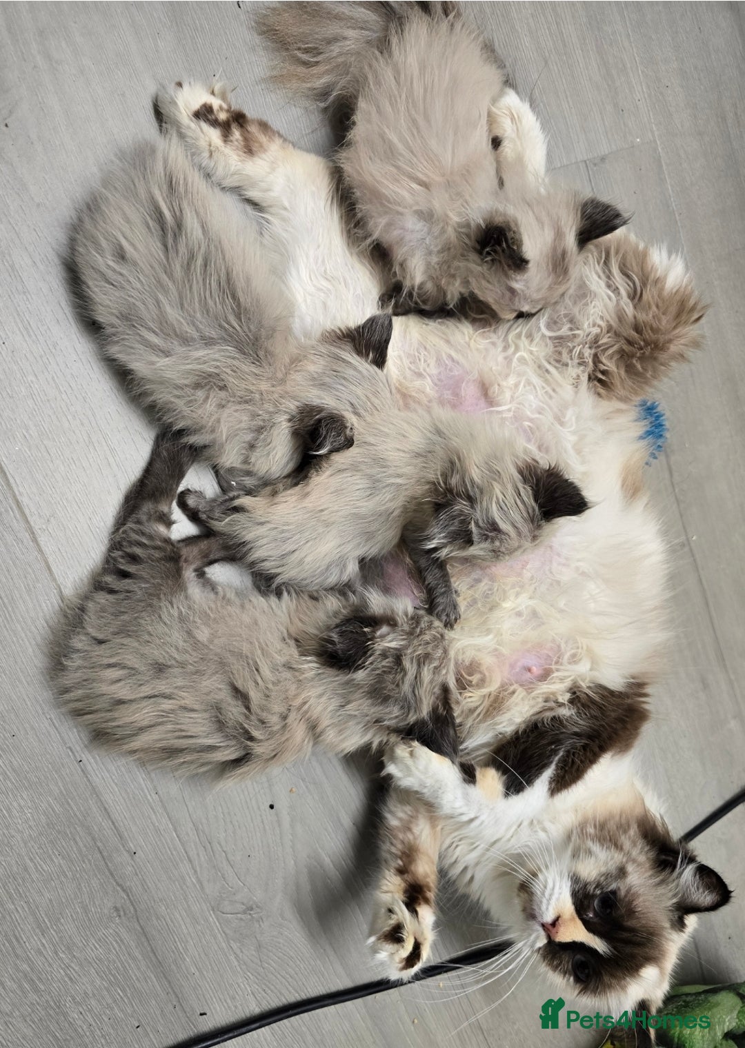 Ragdoll cats for sale: Gorgeous loving ragdolls - Image 6