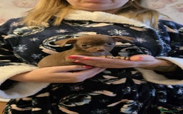 Chihuahua dogs for sale: Stunning Chocolate Chihuahua Puppies 🐶 - Image 13