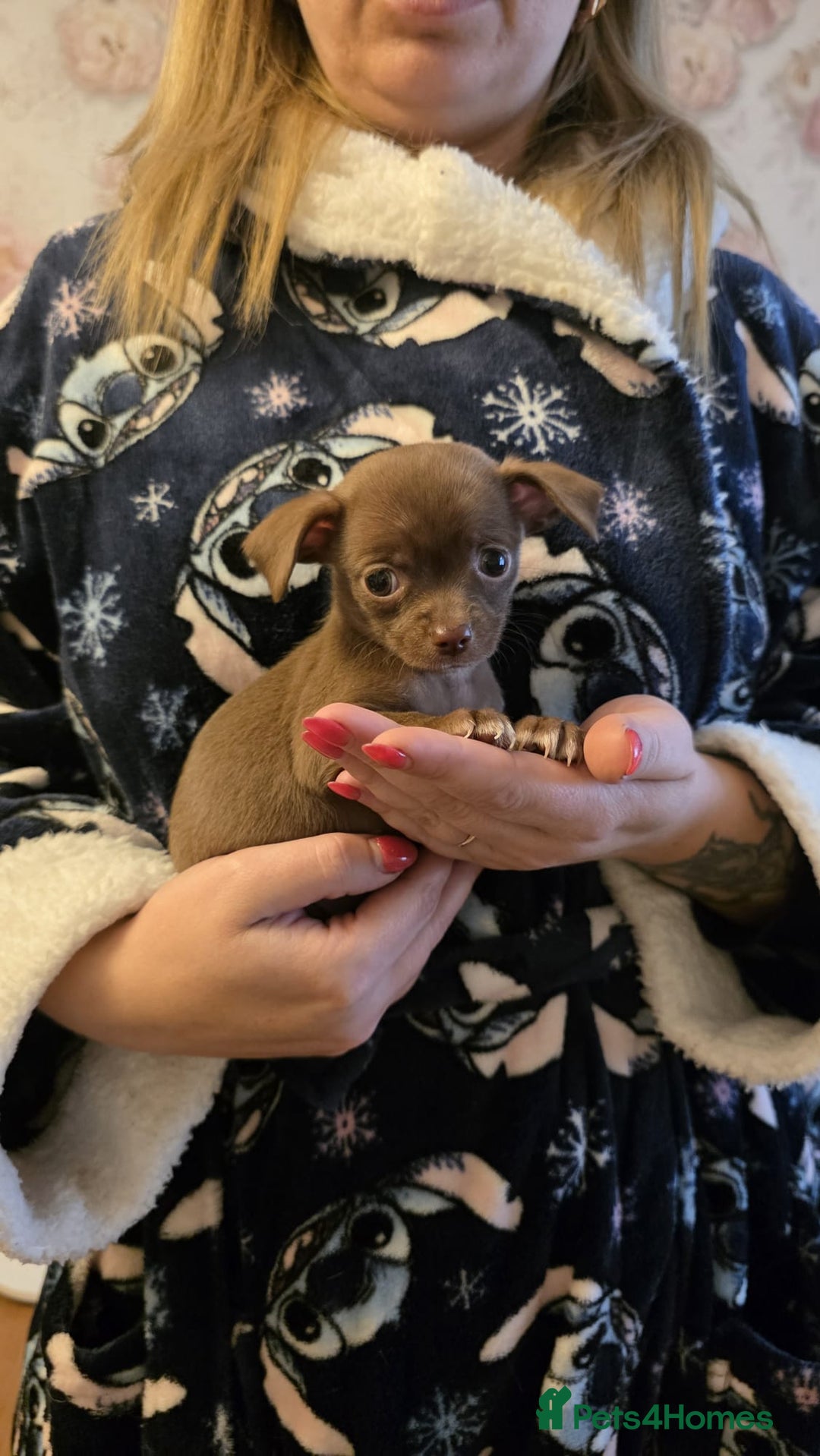Chihuahua dogs for sale: Stunning Chocolate Chihuahua Puppies 🐶 - Image 13