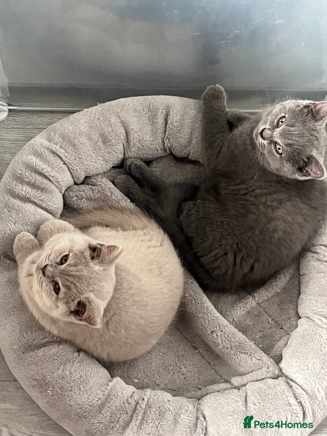 British Shorthair cats for sale: British Shorthair 1 GIRL LEFT GREY  - Advert 1