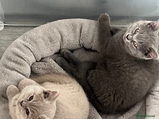 British Shorthair cats British Shorthair 1 GIRL LEFT GREY - Advert 2