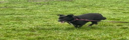 Mixed Breed dogs for adoption: Kimba - Norwich Norfolk  in Norwich - Advert 14