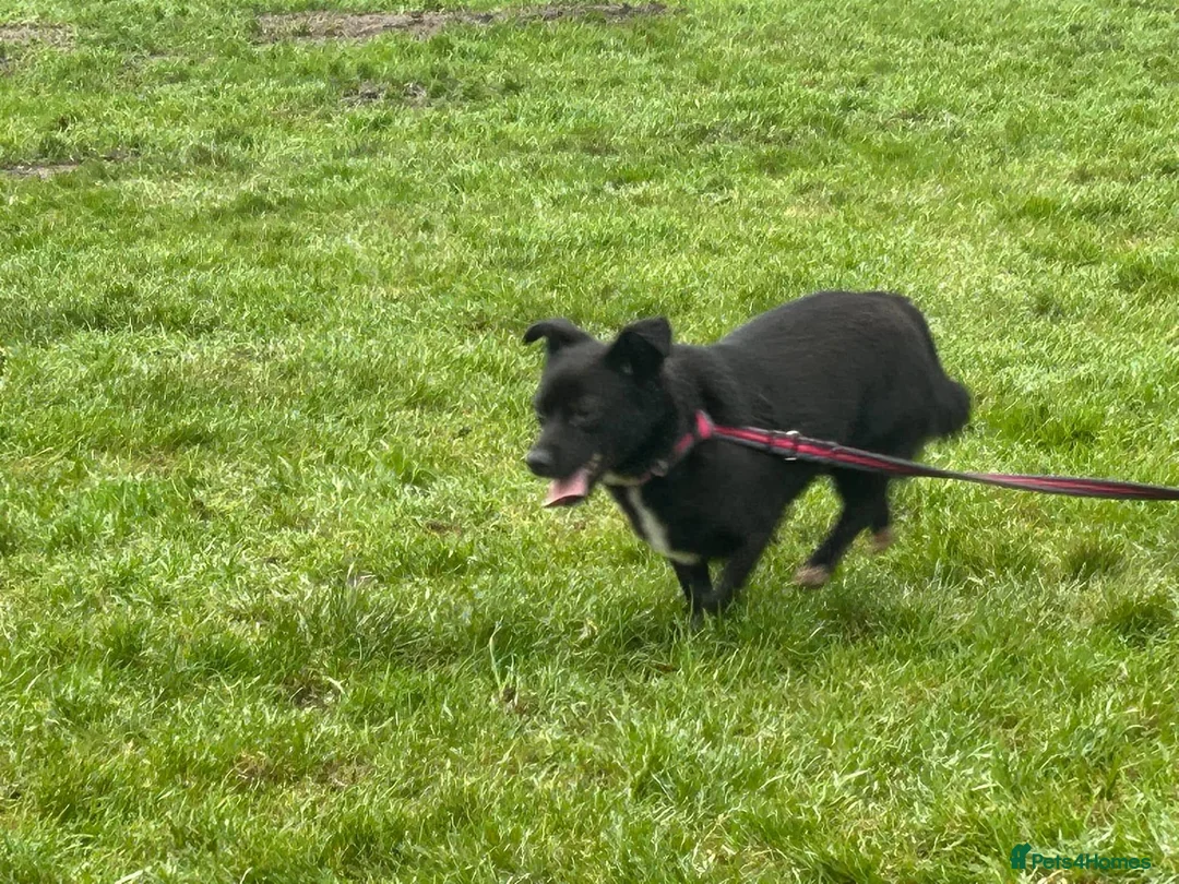 Mixed Breed dogs for adoption: Kimba - Norwich Norfolk  in Norwich - Advert 14