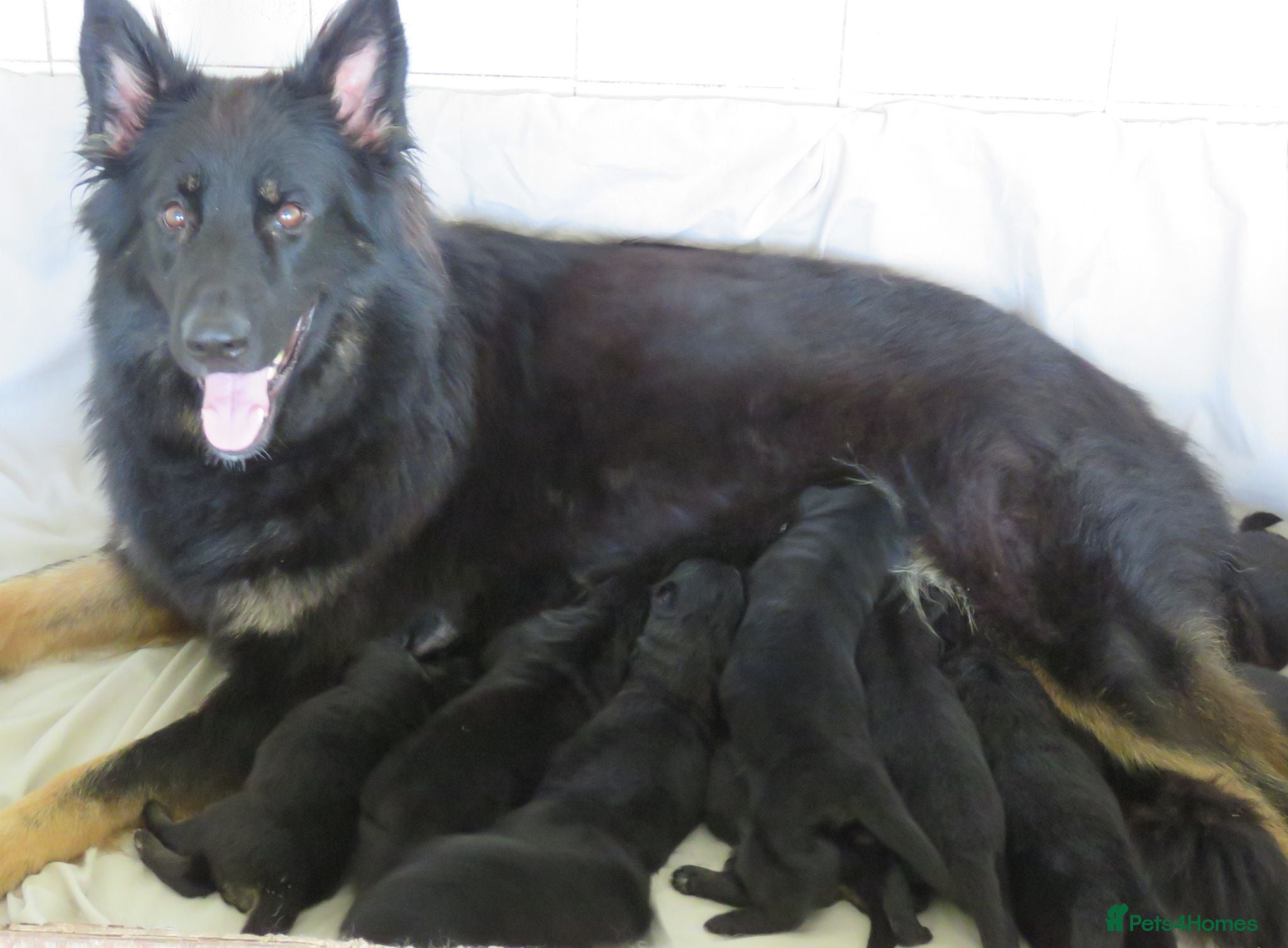 German Shepherd dogs German Shepherd Puppies For Sale - Advert 2