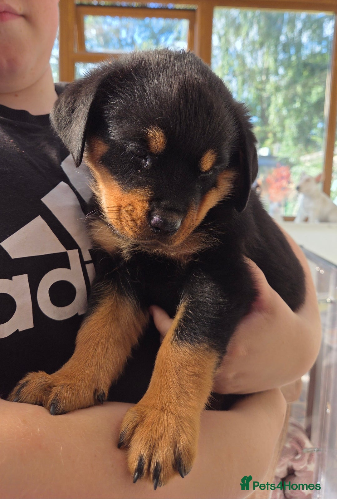 Rottweiler dogs for sale:  Long haired (fluffweilers ) last girl  - Image 6