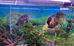 Cichlids fish for sale: Two large Oscar’s  - Image 2