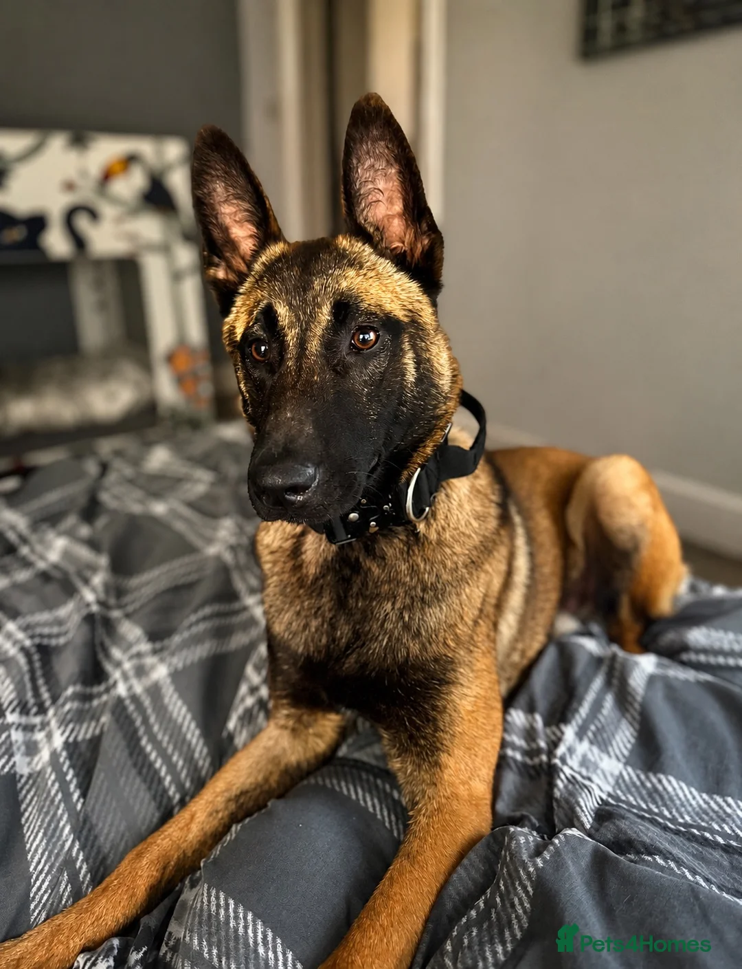 Belgian Shepherd Dog dogs for sale: Belgian malinois  - Advert 2