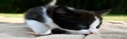 Ragdoll cats for sale: THE MOST BEAUTIFUL KITTENS  - Advert 7