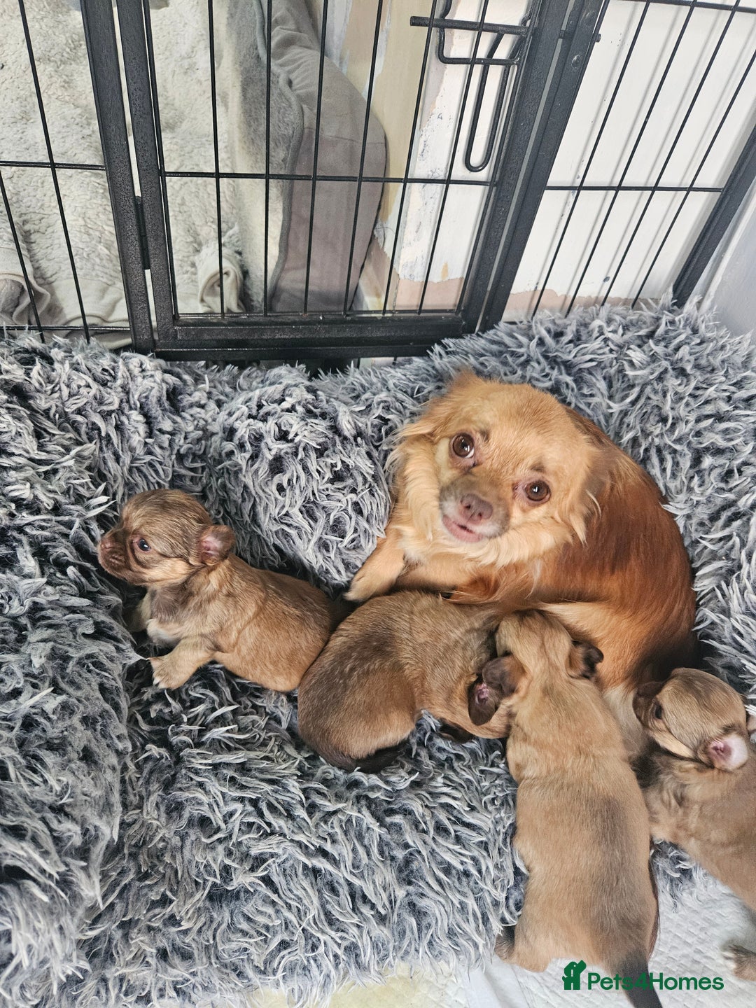 Chihuahua dogs for sale: 5x beautiful Chihuahua puppies  - Advert 8