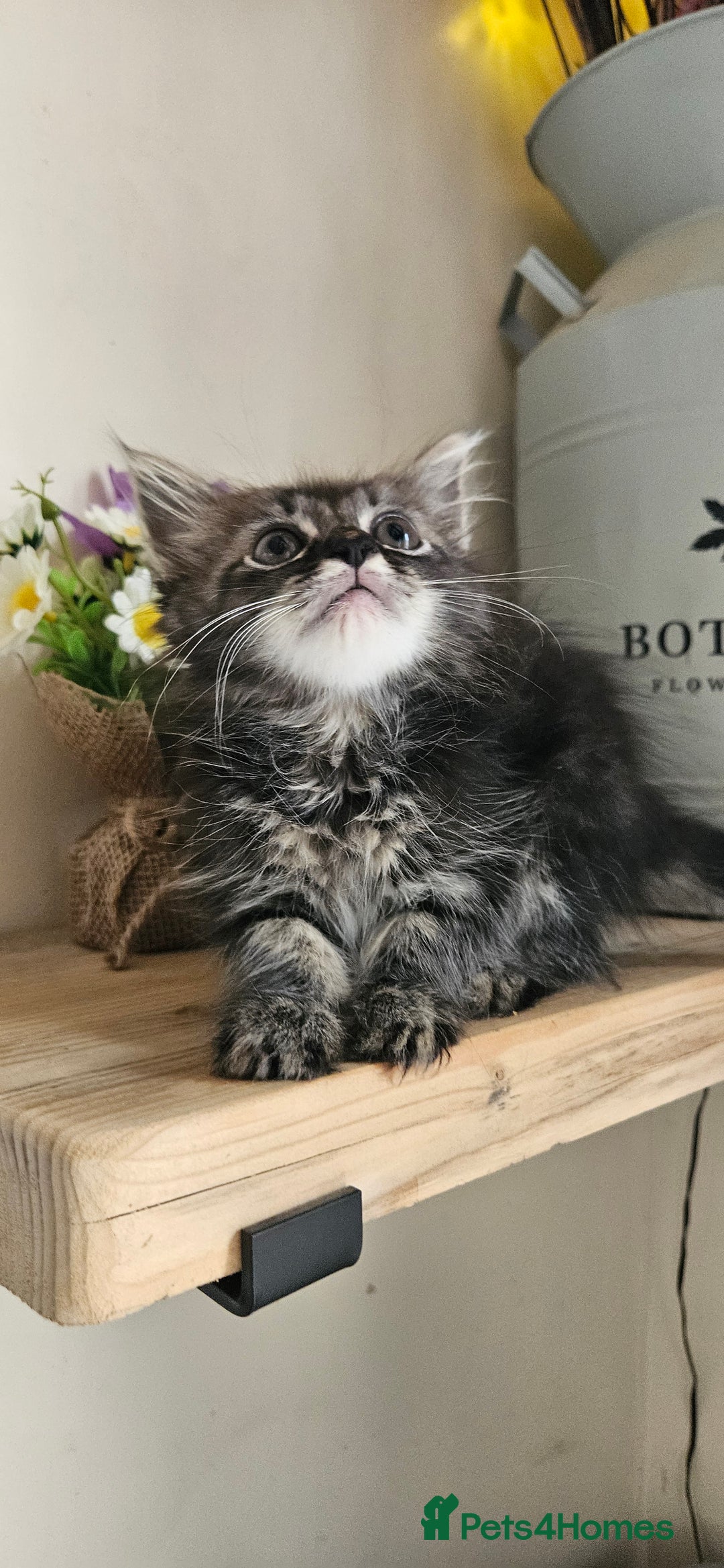 Ragdoll cats for sale: Stunning Ragdoll boys avalible  - Image 5