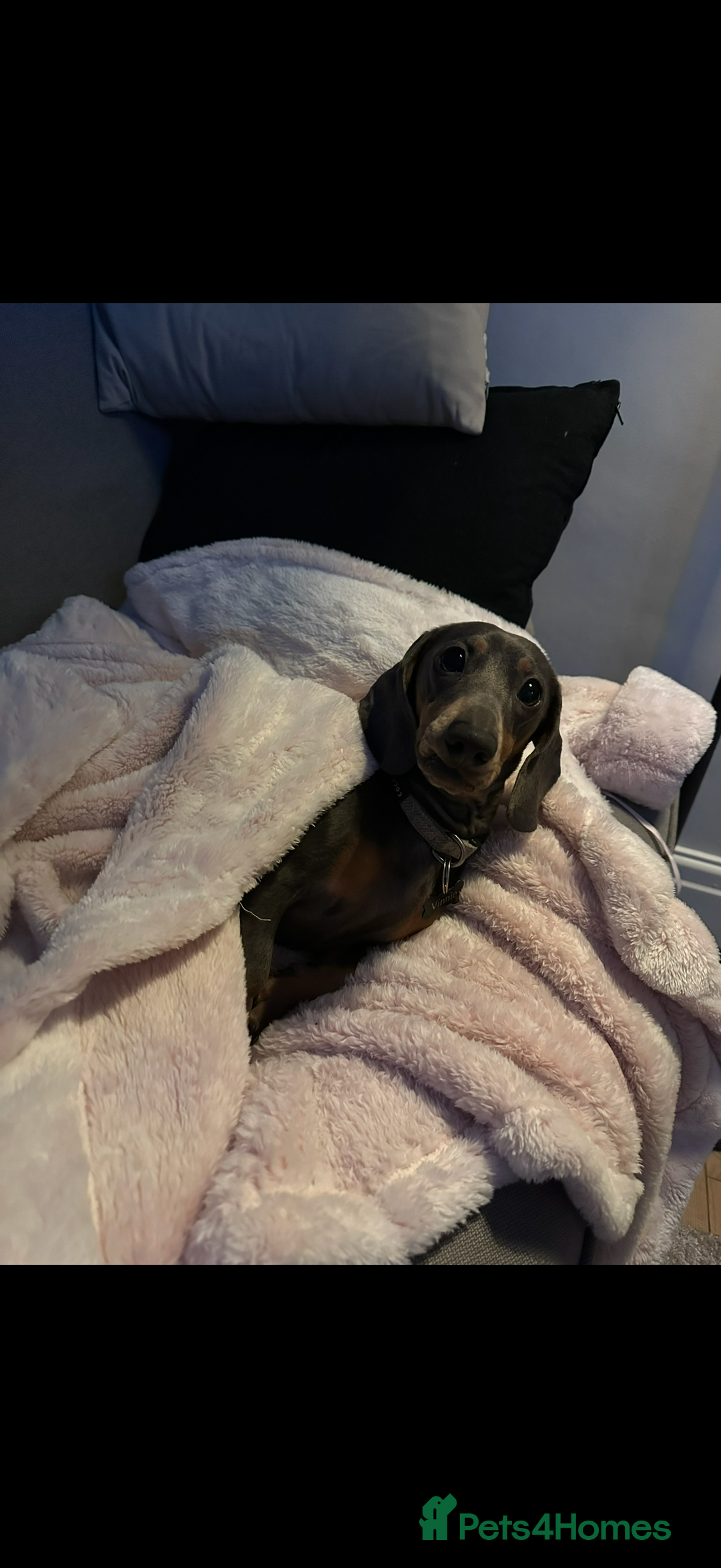 Miniature Dachshund dogs for sale: 2.5 years old miniature dachshund. Blue  - Advert 5