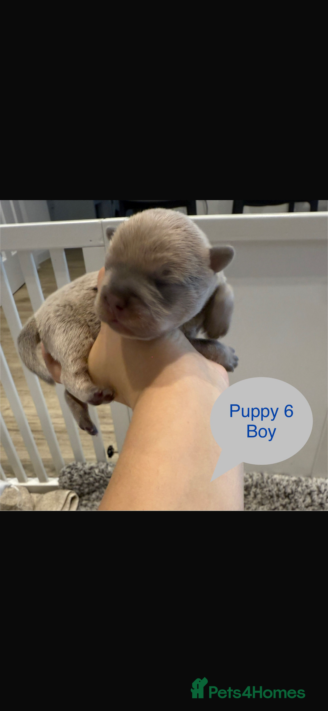 Mixed Breed dogs for sale: French chow puppies  - Image 13