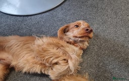 Cocker Spaniel dogs for sale: 10 month old Golden Cocker Spaniel for sale - Image 3