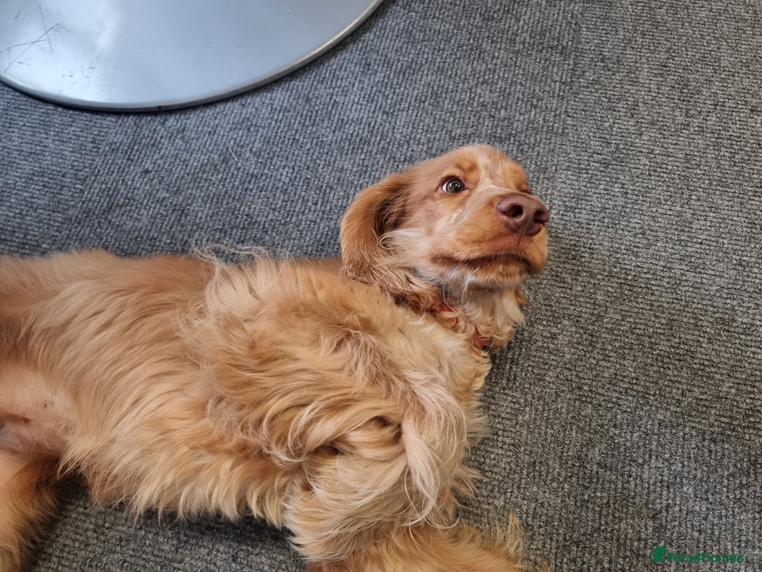 Cocker Spaniel dogs for sale: 10 month old Golden Cocker Spaniel for sale - Image 3