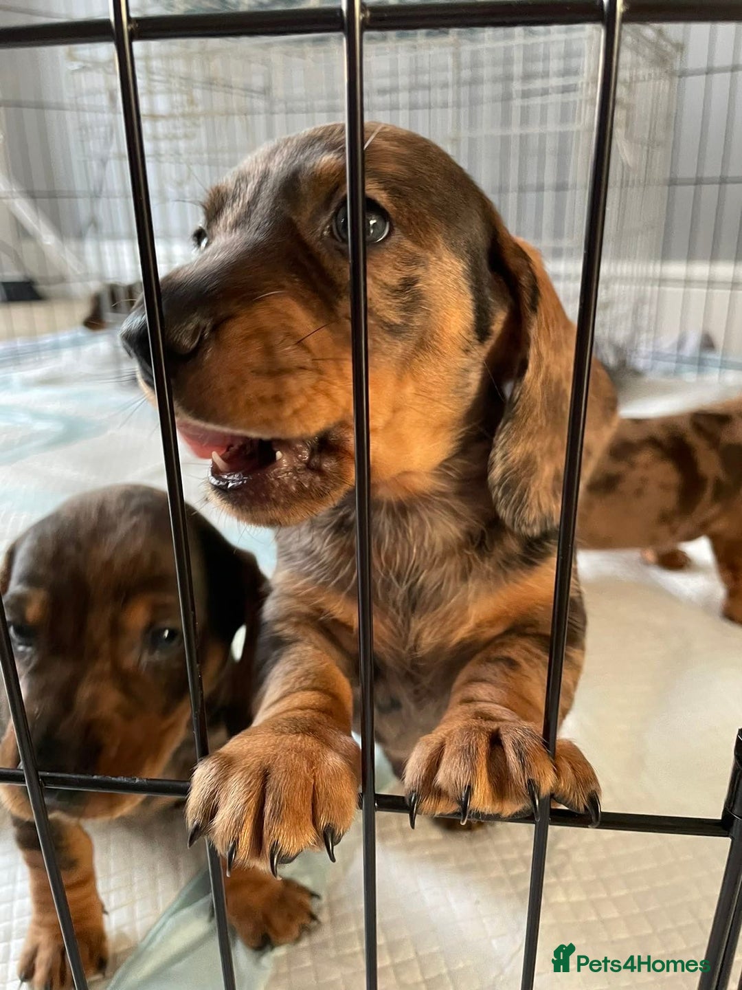Dachshund dogs for sale: 5 dachshund puppies - Image 5