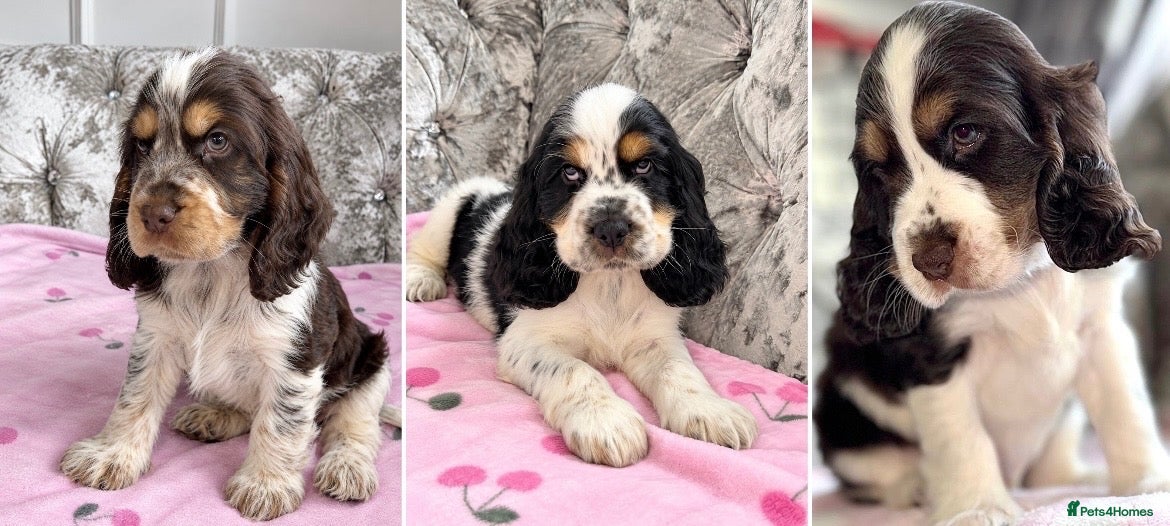 Cocker Spaniel dogs 🐾READY 30/09 KC Show Cocker Spaniels available 🐾 - Advert 1