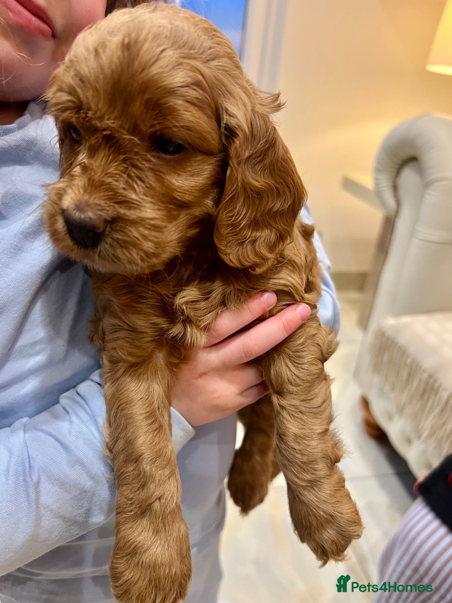 Cockapoo dogs ⭐️Fabulous show type Cockapoo Puppies⭐️ - Advert 1