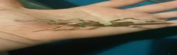 Mixed Breed invertebrates for sale: Mantis, millipedes , isopods , stick insects/eggs - Advert 4