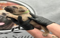 Cane Corso dogs for sale: 🐾✨PatoSquad Kennel FCI Grand Champion Puppies✨🐾 - Advert 7