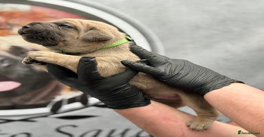 Cane Corso dogs - Advert 12