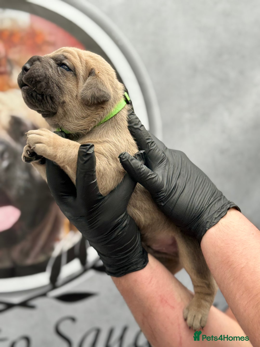 Cane Corso dogs for sale: 🐾✨PatoSquad Kennel FCI Grand Champion Puppies✨🐾 - Advert 7