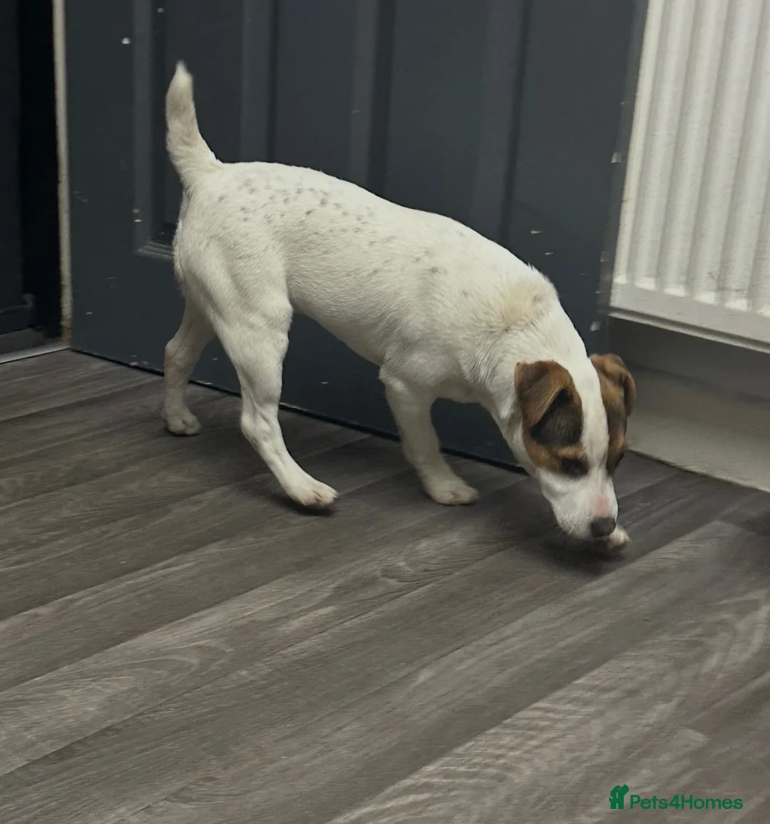 Jack Russell dogs for sale: Beautiful Milo looking for a forever home - Advert 9
