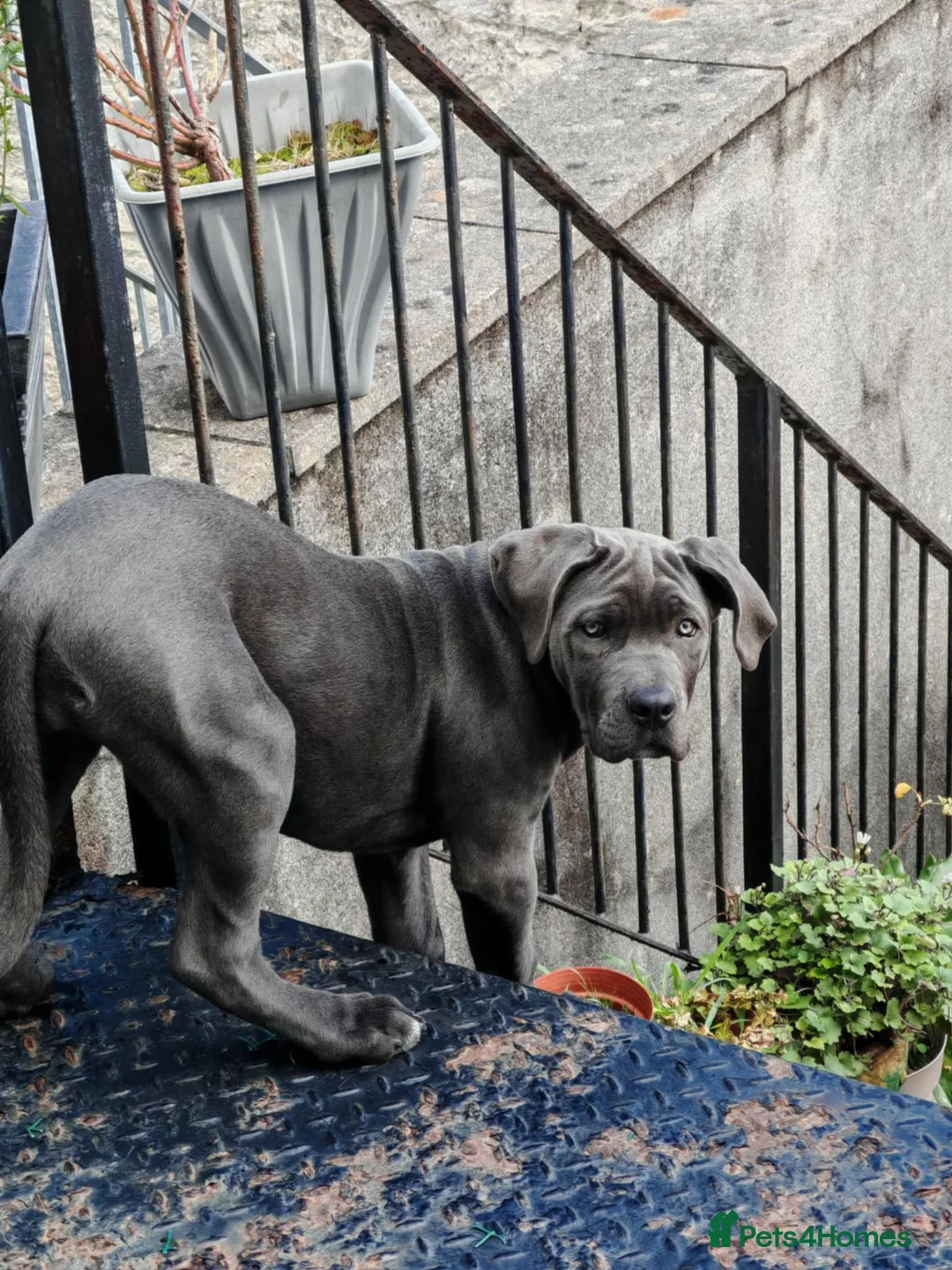 Cane Corso dogs for sale: Cane corso - Advert 1