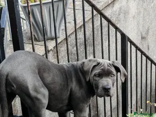 Cane Corso dogs Cane corso - Advert 5
