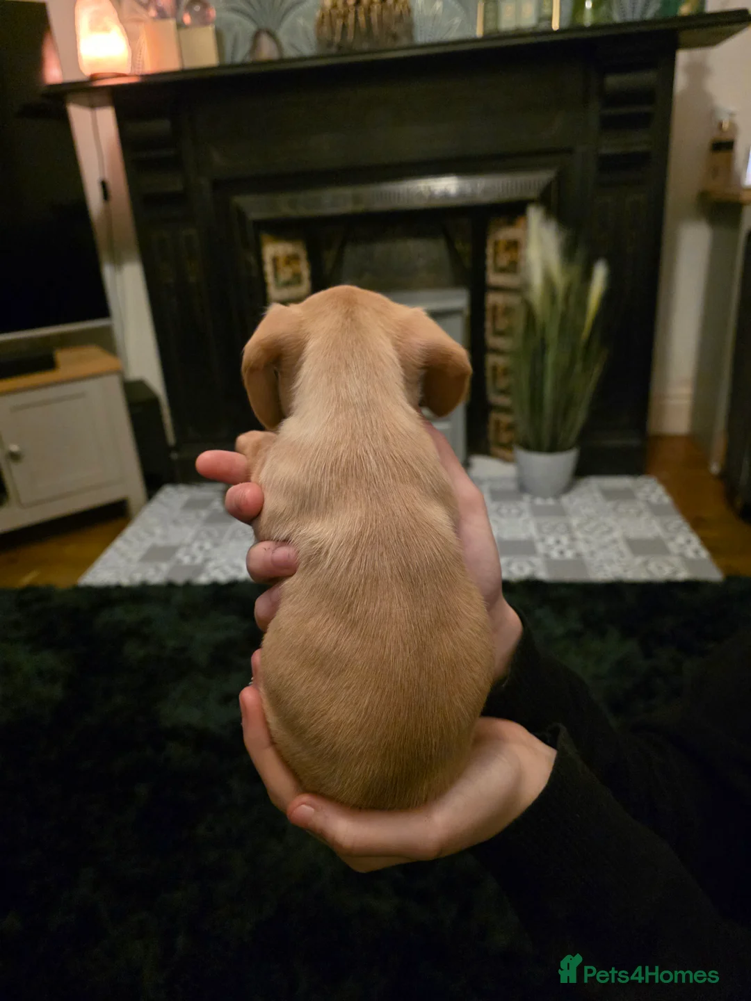 Doxiepoo dogs for sale: 4 beautiful daschund puppies for sale - Advert 7