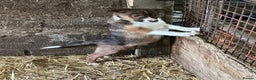 Mixed Breed dogs for sale: Welsh Sheepdog Cross Puppies - Advert 3