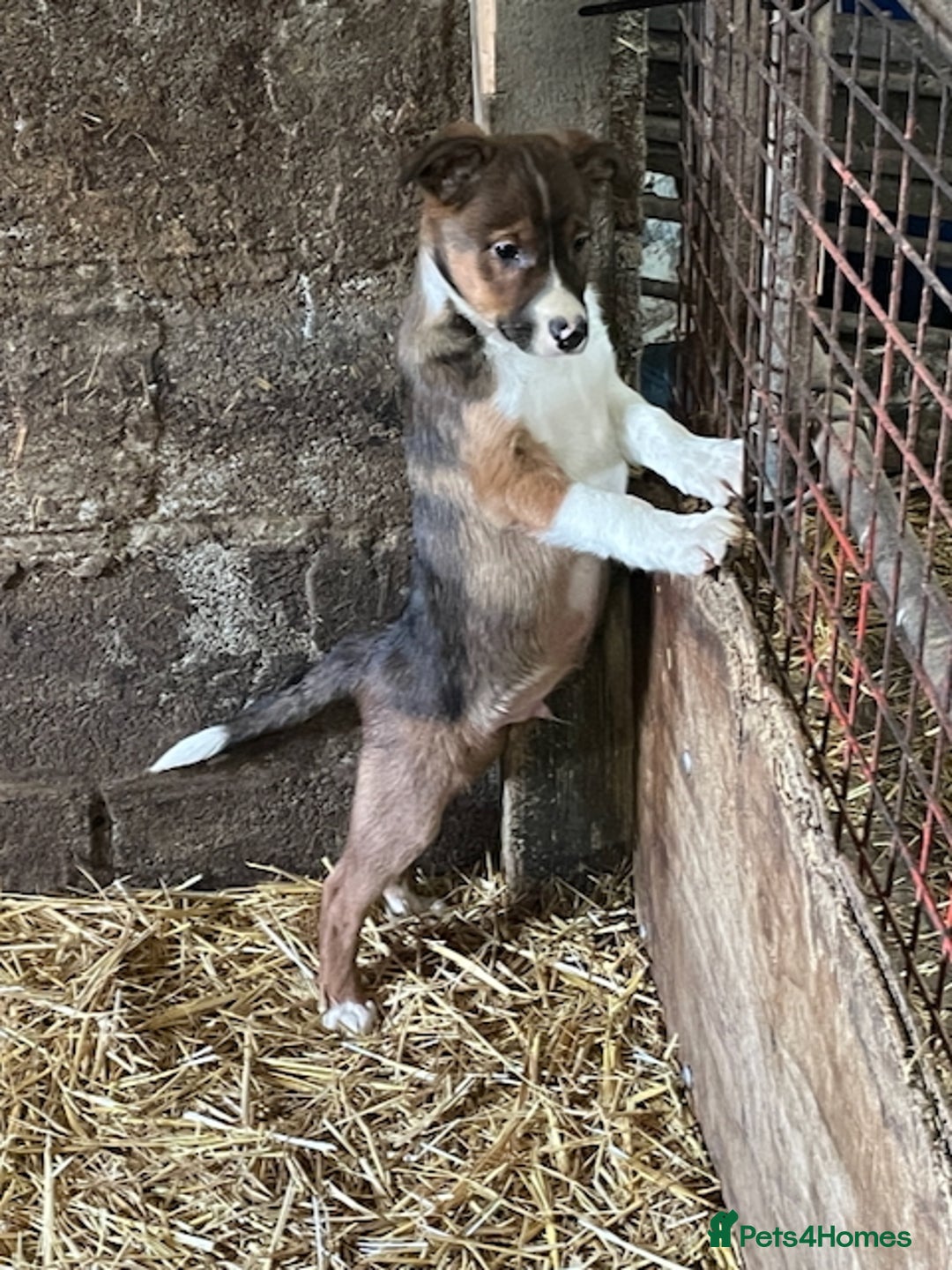 Mixed Breed dogs for sale: Welsh Sheepdog Cross Puppies - Advert 3