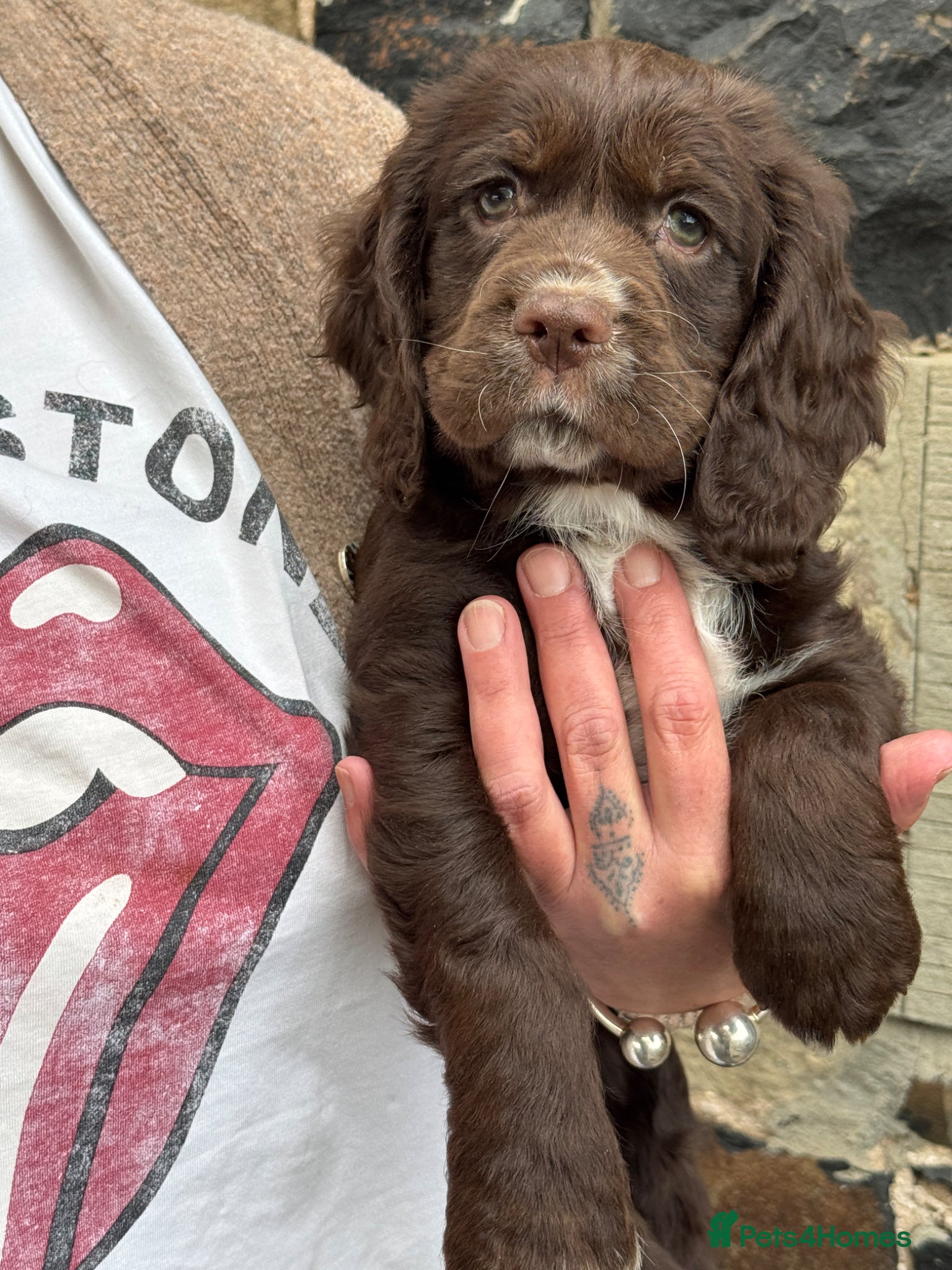 Mixed Breed dogs Absolutely stunning litter of F1 “Clockers”  - Advert 2