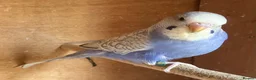Budgerigars birds for sale: Baby budgies and pairs for sale  - Advert 8