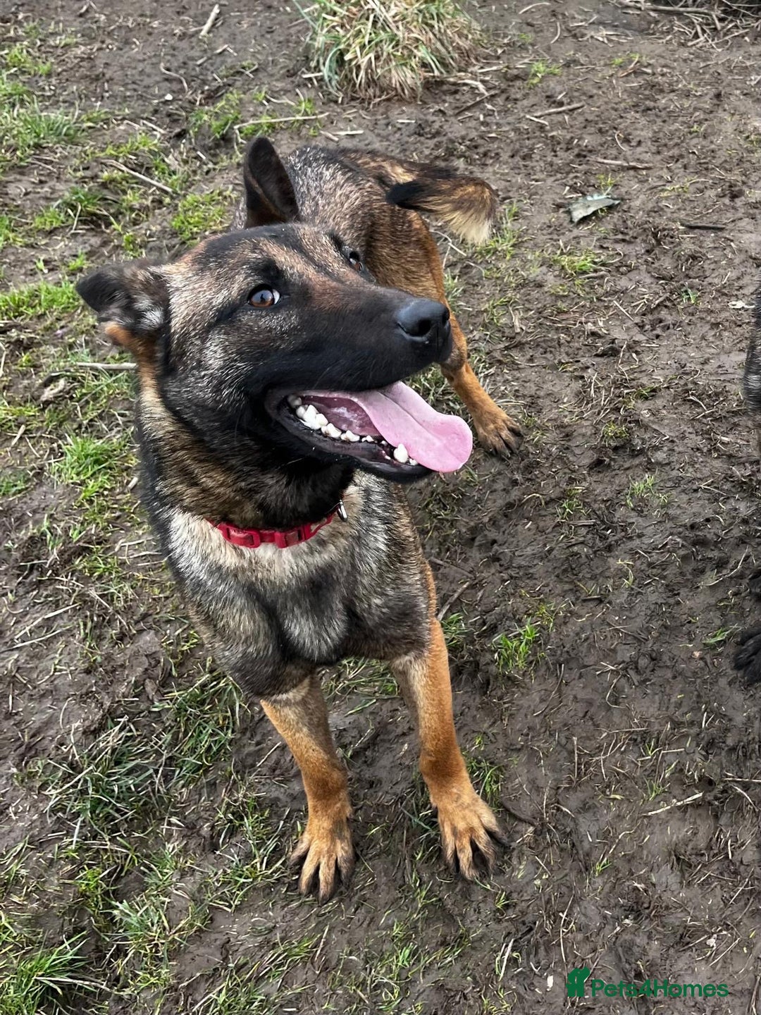 Mixed Breed dogs for sale: Stunning Shepsky Pups! - Image 18