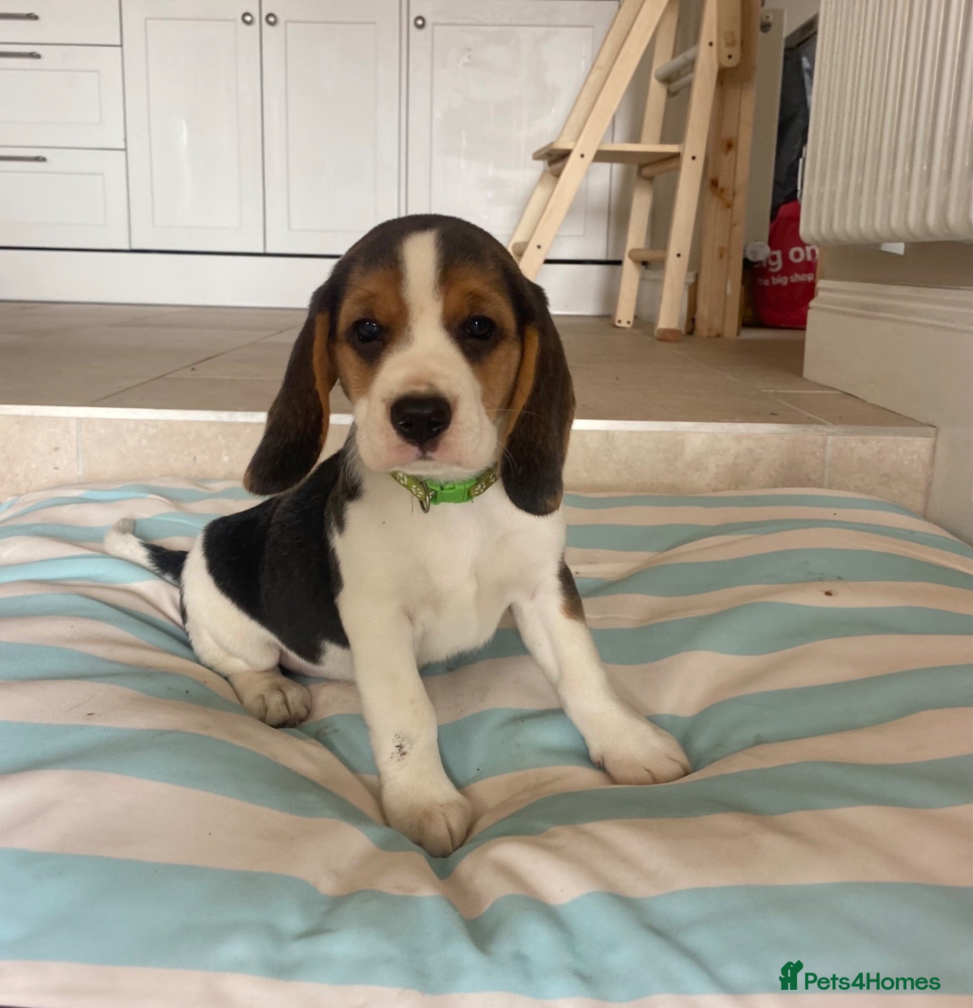 Beagle dogs  friendly beagles 💕 2 girls left 💕 - Advert 2
