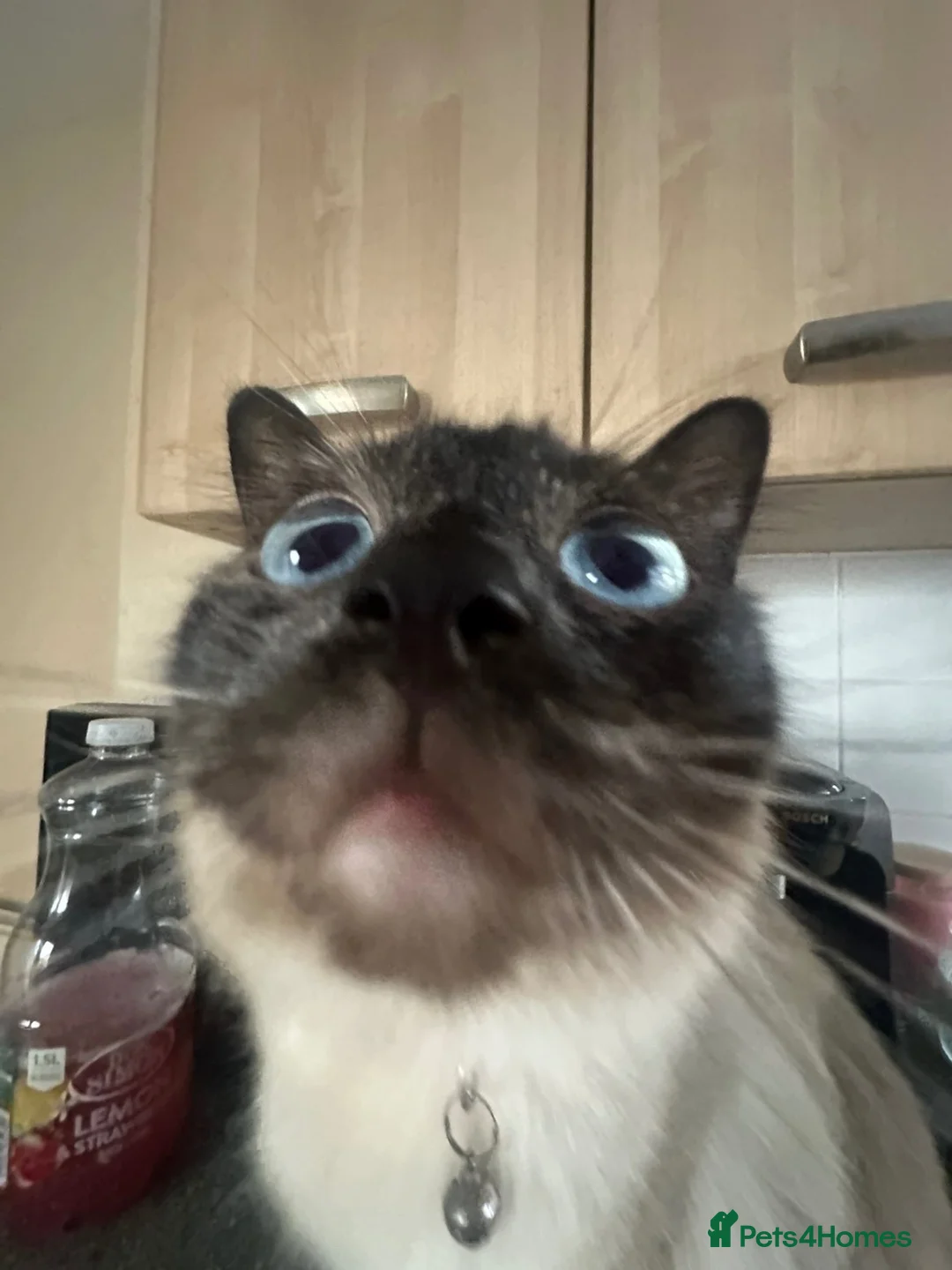 Ragdoll cats for sale: Tinker the Ragdoll - Advert 12