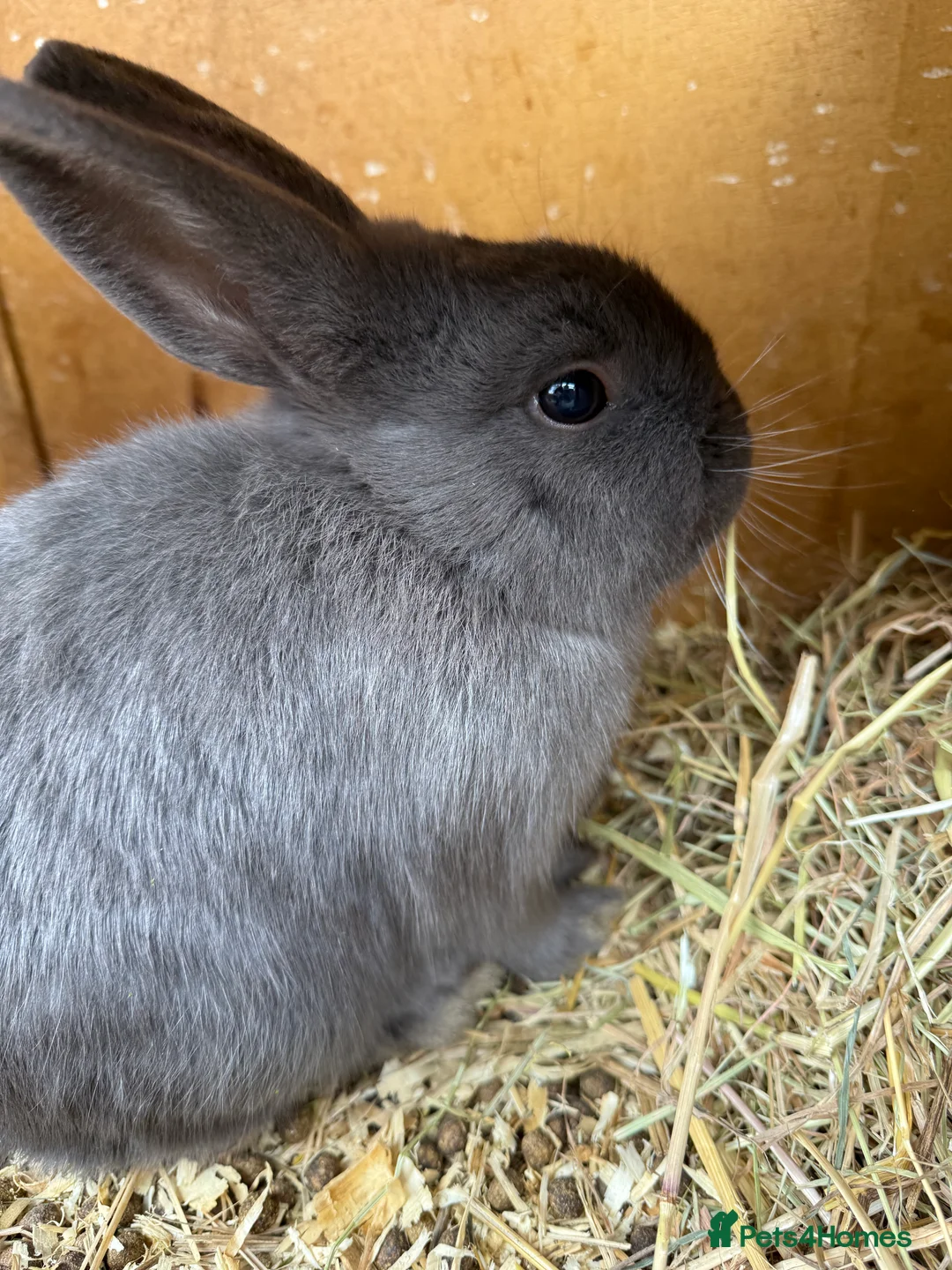 Mixed Breed rabbits for sale: 2 females 1 male rabbits.  in Winchester - Advert 2